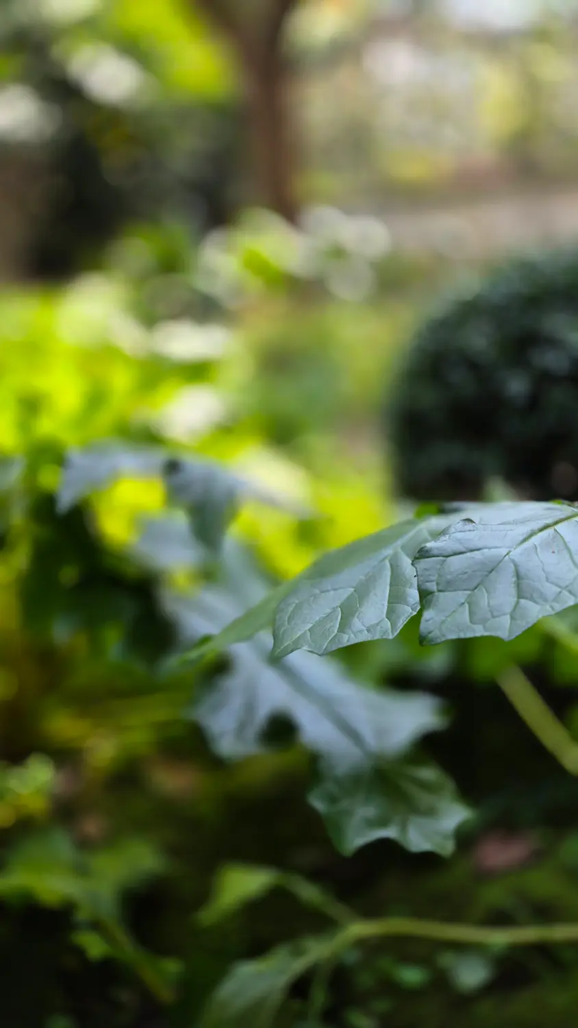 Giardino Primigenia