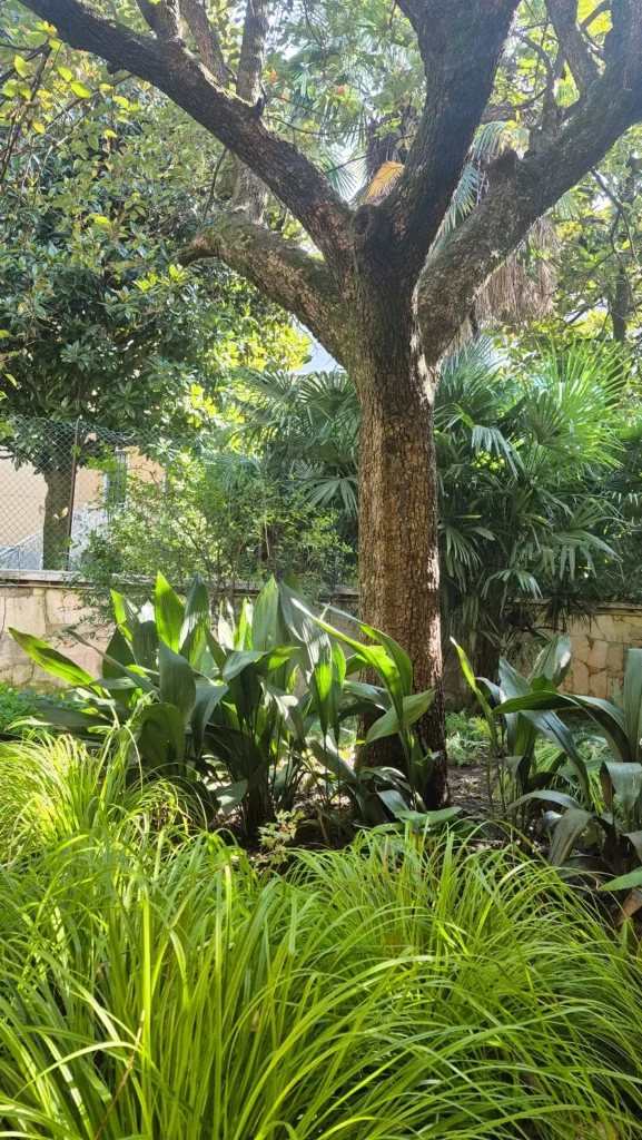 Giardino erbacce spontanee