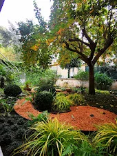 Giardino erbacce spontanee