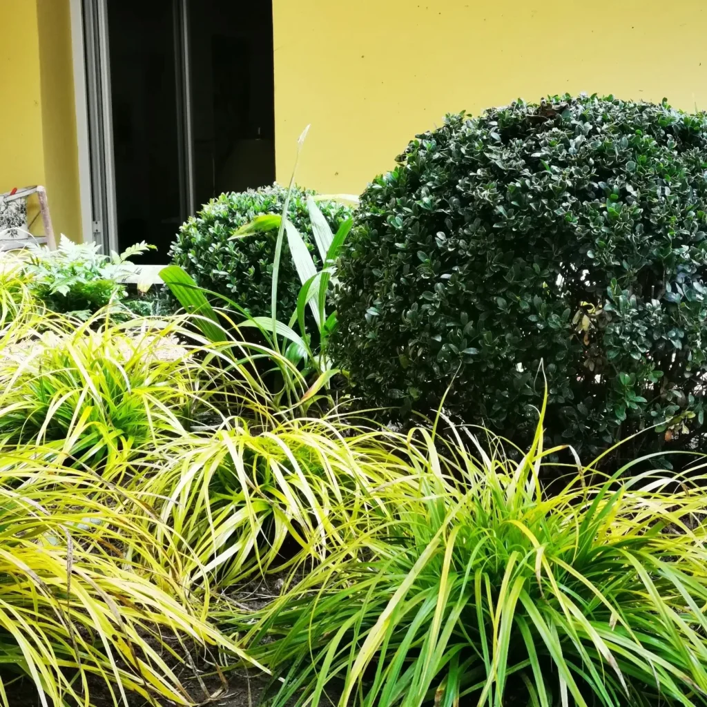 Giardino erbacee spontanee