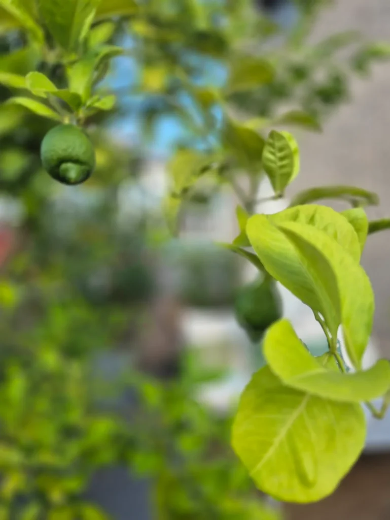Giardino olistico