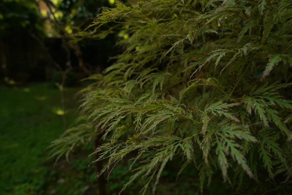 Giardino storico Milano