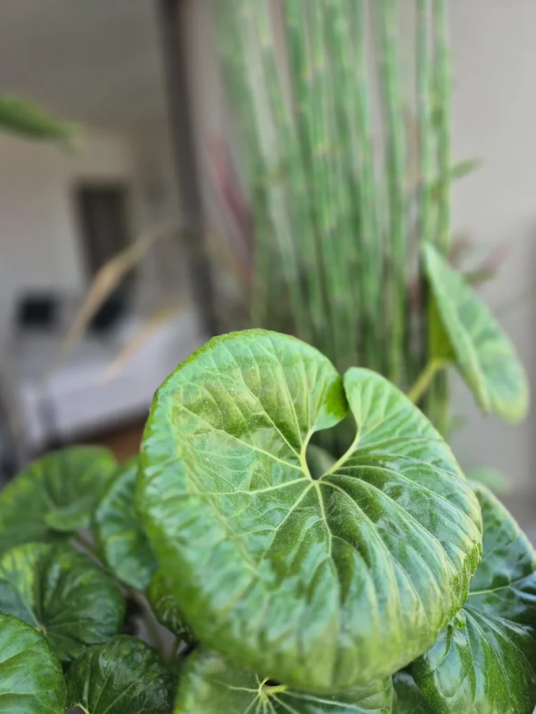 Terrazzi esotici